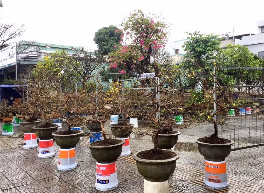 Do ảnh hưởng dịch COVID-19, nhiều người chọn giá mai tầm trung để mua.