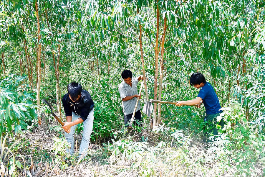 Người dân xã Ya Hội (huyện Đak Pơ) dọn thực bì phòng cháy vào mùa khô. Ảnh: Đức Thụy