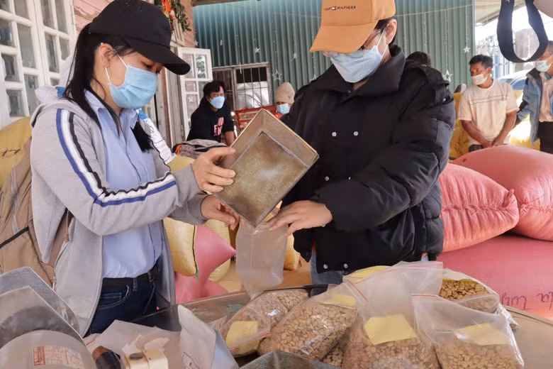 Các mẫu cà phê được lấy ngẫu nhiên của từng hộ để kiểm tra độ ẩm và chất lượng.