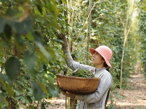 Thu hoạch hồ tiêu. (Ảnh: An Hiếu/TTXVN)