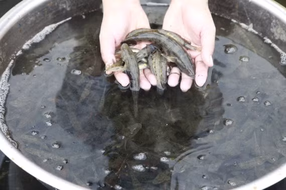 Cá bống cát có trọng lượng trung bình khoảng 11gr/con, sinh trưởng phát triển tốt. Ảnh: Nguyễn Trang