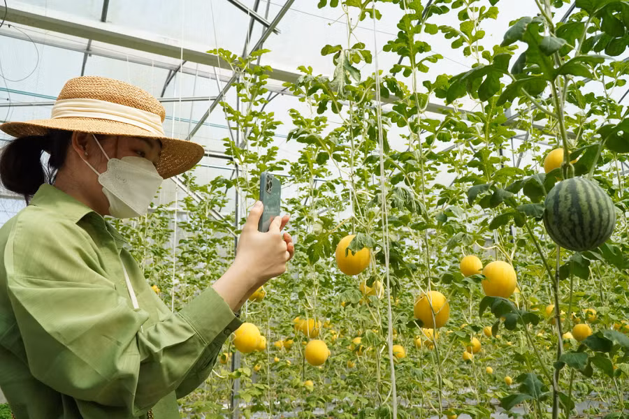 Những quả dưa vàng bắt mắt. Ảnh: Xuân Phúc