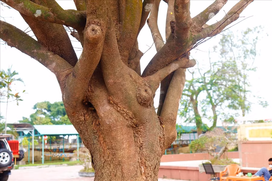 Gốc khủng của cây hoàng mai này. Ảnh: H.L Gốc khủng của cây hoàng mai này. Ảnh: H.L