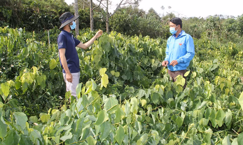 Giống rau rừng mang tên bò khai, xanh tốt trong vườn nhà anh Minh, thôn Nhân Hòa, xã Đan Phượng, huyện Lâm Hà, (tỉnh Lâm Đồng).