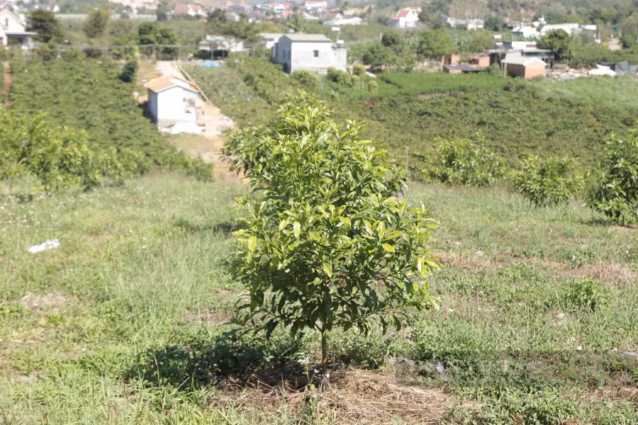Những cây vú sữa hoàng kim được trồng cách nhau 6 mét để đảm bảo khi cây lớn có không gian để sinh trưởng và phát triển. Ảnh: Văn Long