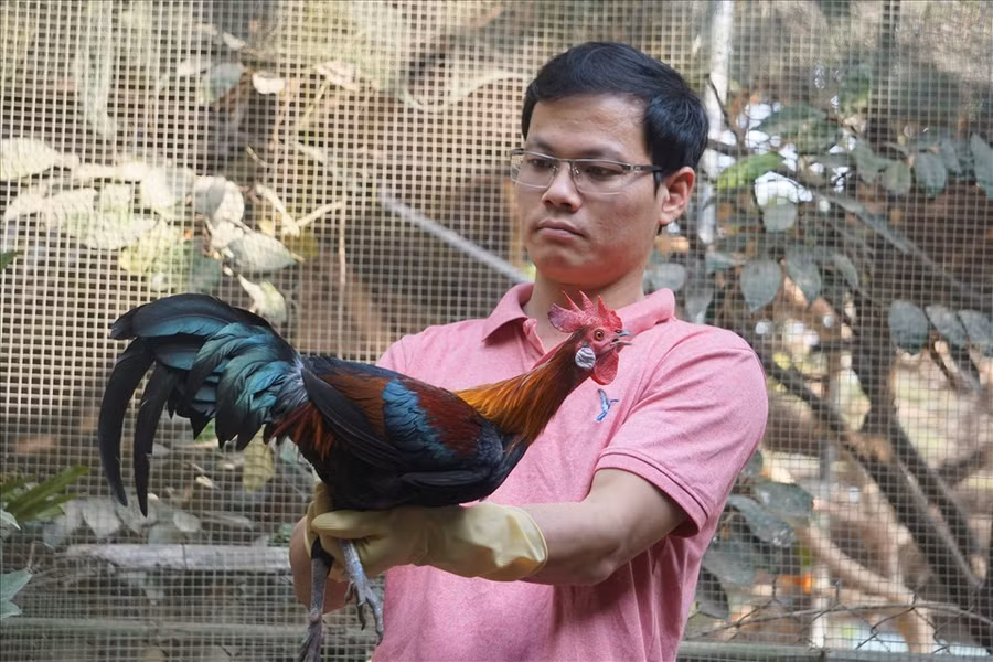  Anh Lê Đỗ Chinh (chủ trang trại gà rừng ở TP.Thanh Hóa) chăm sóc những chú gà cảnh để cho khách thuê. Ảnh: Q.D