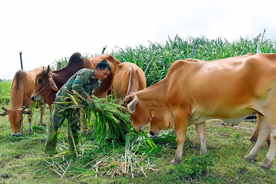Ông Nguyễn Hồng Thủy (thôn 2, xã Đông, huyện Kbang) vay 100 triệu đồng để nuôi 10 con bò lai, thu nhập bình quân hàng năm trên 100 triệu đồng. Ảnh: Đức Thụy Ông Nguyễn Hồng Thủy (thôn 2, xã Đông, huyện Kbang) vay 100 triệu đồng để nuôi 10 con bò lai, thu nhập bình quân hàng năm trên 100 triệu đồng. Ảnh: Đức Thụy