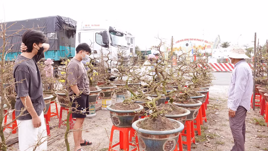 Nhiều nhà vườn hy vọng gần đến tết số người đến mua mai sẽ nhiều hơn. Ảnh: Hoàng Trọng Nhiều nhà vườn hy vọng gần đến tết số người đến mua mai sẽ nhiều hơn. Ảnh: Hoàng Trọng