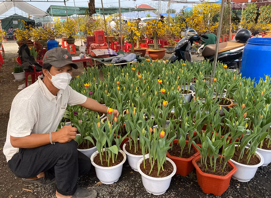 Anh Nguyễn Thanh Hiền đã thành công khi mang giống hoa tulip nhập khẩu từ Hà Lan về trồng tại Gia Lai. Ảnh: Văn Ngọc Anh Hiền đã thành công khi mang hoa tulip nhập khẩu từ Hà Lan về trồng tại Gia Lai. Ảnh: Văn Ngọc