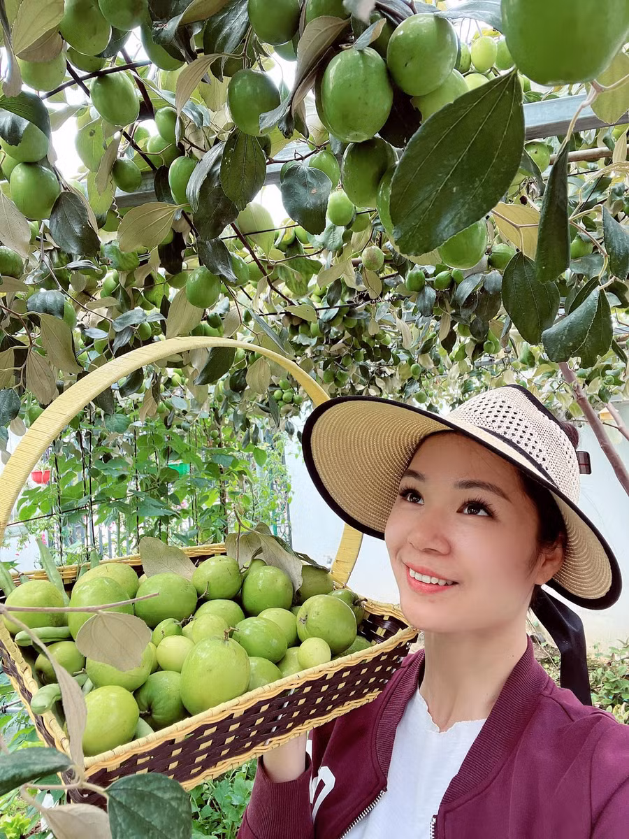 Chị Phương hái mỏi tay không hết.