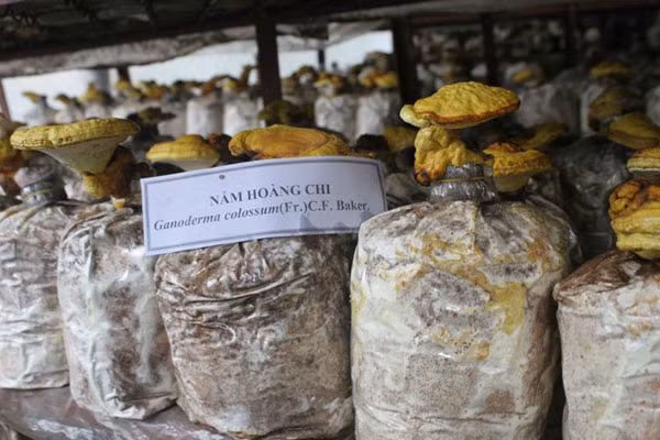 Nấm Hoàng chi - Linh chi vàng. Ảnh: Mi Phương