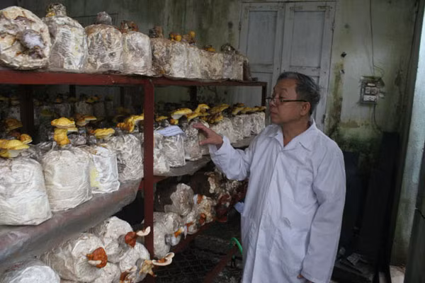 PGS. TS Ngô Anh bên trại nấm tại gia của mình. Ảnh: Mi Phương