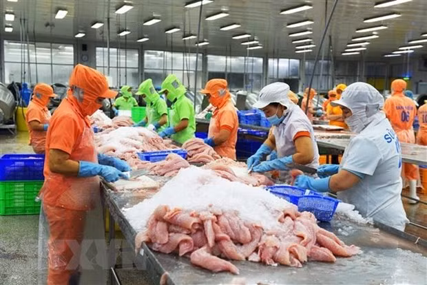 Chế biến cá tra xuất khẩu tại Công ty TNHH Hùng Cá, Thanh Bình, tỉnh Đồng Tháp. (Ảnh: Văn Trí/TTXVN)