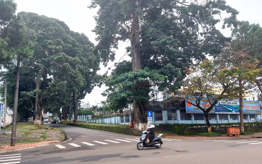 Đường Nguyễn Du (TP. Pleiku) rợp bóng cây xanh. Ảnh: Hoành Sơn Đường Nguyễn Du (TP. Pleiku) rợp bóng cây xanh. Ảnh: Hoành Sơn