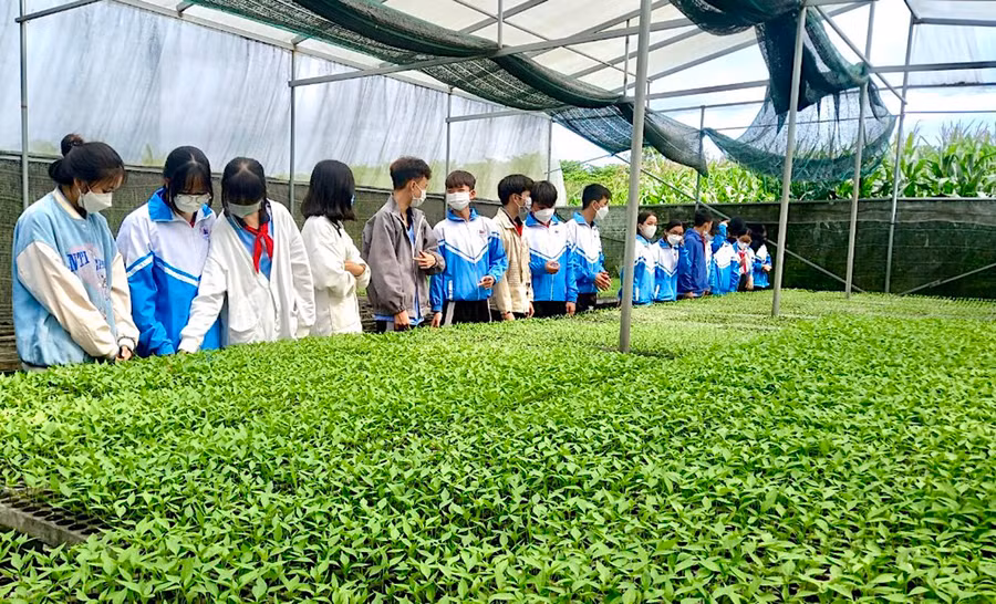 Học sinh lớp 9 của Trường THCS Quang Trung (huyện Kông Chro) tham quan một vườn ươm trên địa bàn trong giờ hoạt động giáo dục hướng nghiệp vào ngày 15-10 vừa qua. Ảnh: Mộc Trà Học sinh lớp 9 của Trường THCS Quang Trung (huyện Kông Chro) tham quan một vườn ươm trên địa bàn trong giờ hoạt động giáo dục hướng nghiệp vào ngày 15-10 vừa qua. Ảnh: Mộc Trà