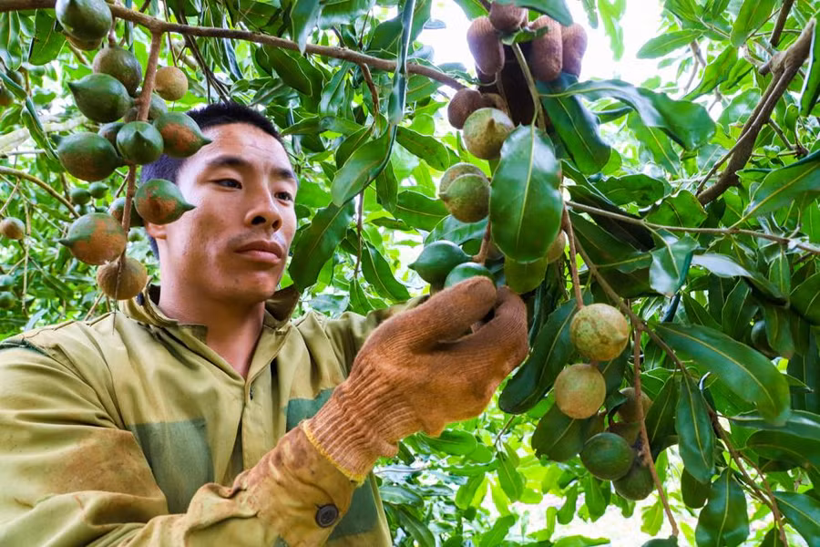Thu hái mắc ca. Ảnh: baodaklak.vn