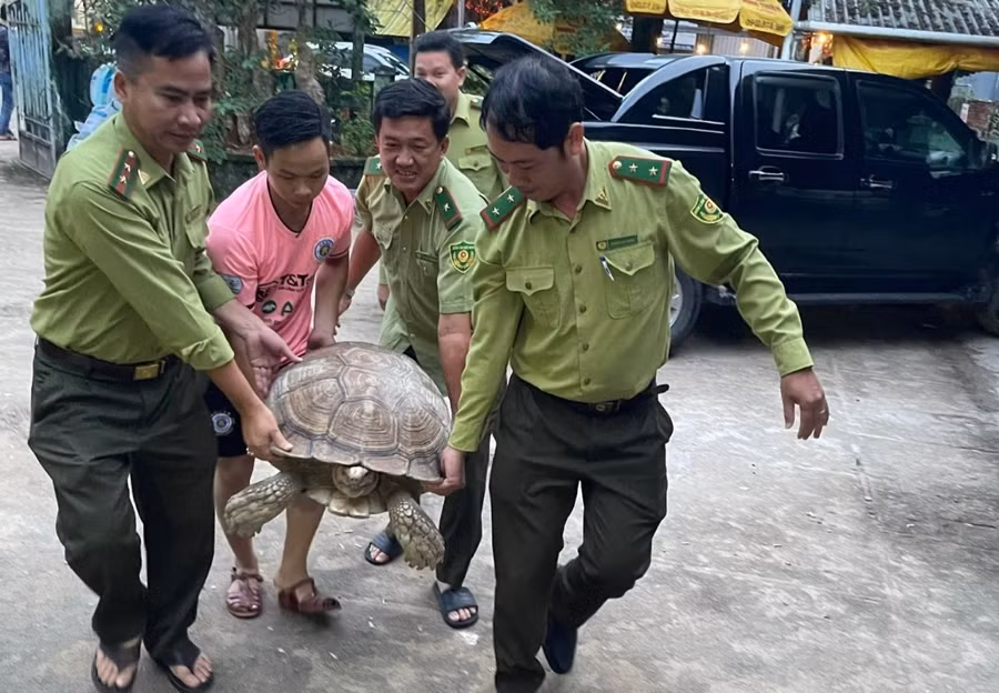Con rùa nặng khoảng 70 kg được người dân giao nộp cho Hạt kiểm lâm TP.Phú Quốc. Ảnh Kiểm lâm Phú Quốc cung cấp
