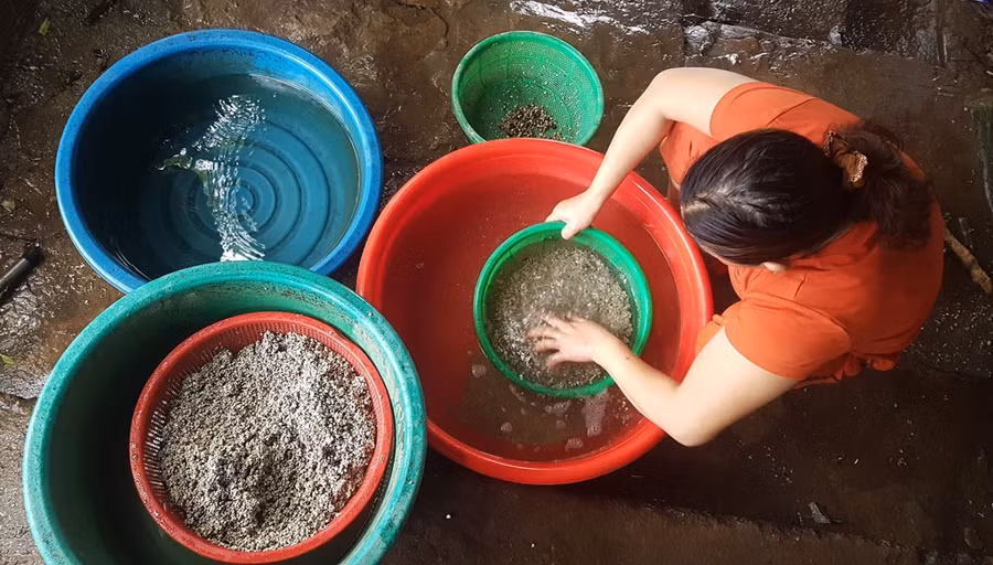 Việc đãi, tách vỏ hến là chuỗi công việc tốn thời giờ. Ảnh: Nguyễn Phúc