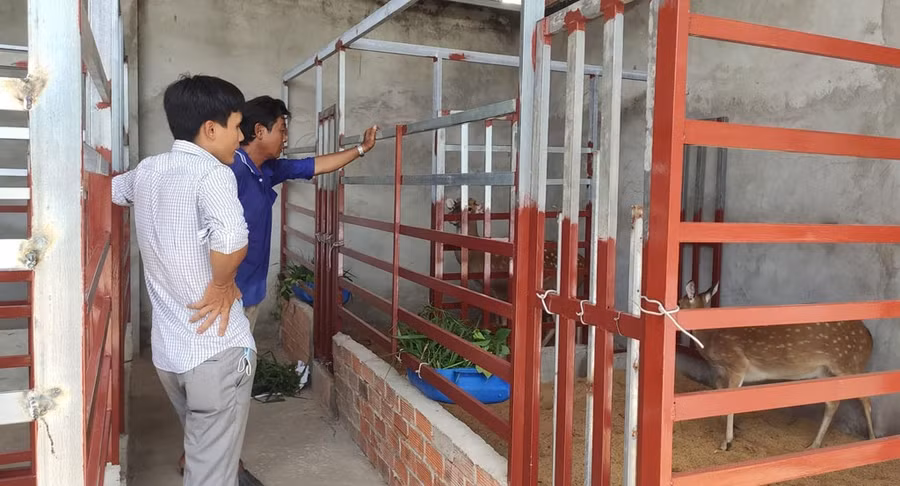 Trại nuôi hươu của anh Việt là nơi được chọn để đoàn viên, thanh niên đến tham quan học hỏi nhằm nhân rộng mô hình Trại nuôi hươu của anh Việt là nơi được chọn để đoàn viên, thanh niên đến tham quan học hỏi nhằm nhân rộng mô hình