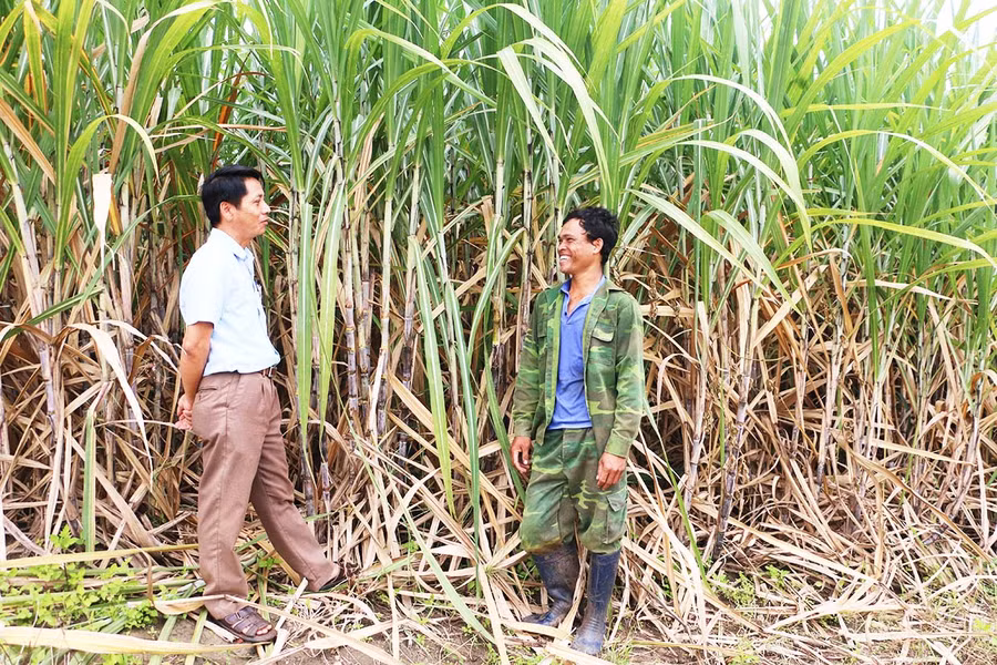  Từ khi tham gia Nông hội mía Hbông, anh Nay Vang (bìa phải, xã Hbông, huyện Chư Sê) có thêm kinh nghiệm sản xuất nên năng suất mía ngày càng cao. Ảnh: Quang Tấn