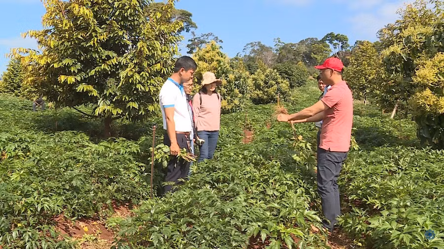 Doanh nghiệp, hợp tác xã hoạt động trong lĩnh vực nông nghiệp là một trong số đối tượng được hỗ trợ lãi suất. Ảnh: Kim Linh Doanh nghiệp, hợp tác xã hoạt động trong lĩnh vực nông nghiệp là một trong số đối tượng được hỗ trợ lãi suất. Ảnh: Kim Linh