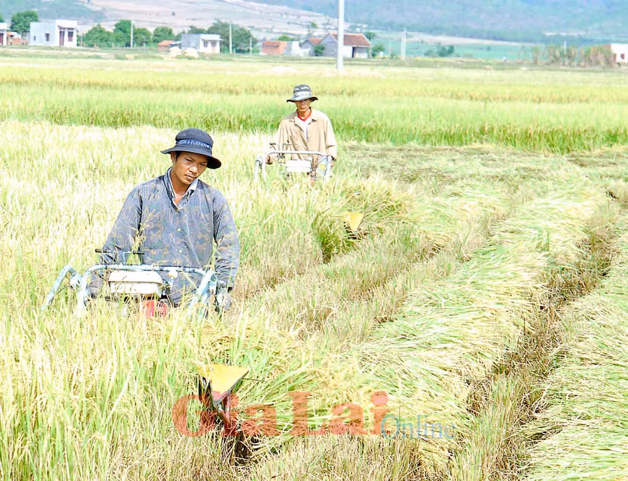 Ảnh: Đức Thụy