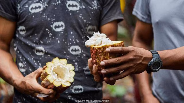 Hạt cacao Nacional thuần chủng có màu trắng. Hạt cacao Nacional thuần chủng có màu trắng.