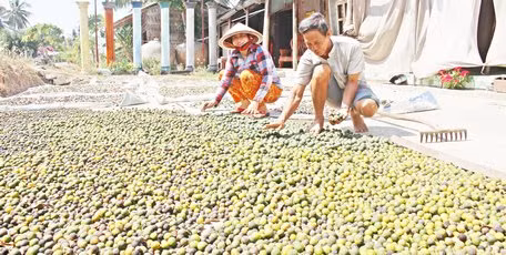 Trái cam non nhỏ bằng trái hạnh (trái tắc, trái quất) được vợ chồng anh Trọng mua về phơi khô.