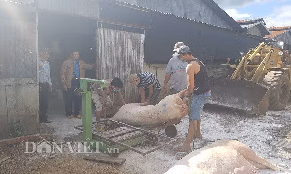 Đến nay, Lâm Đồng đã có 100% xã, phường đã qua 30 ngày không phát sinh lợn mắc bệnh Dịch tả lợn châu Phi.