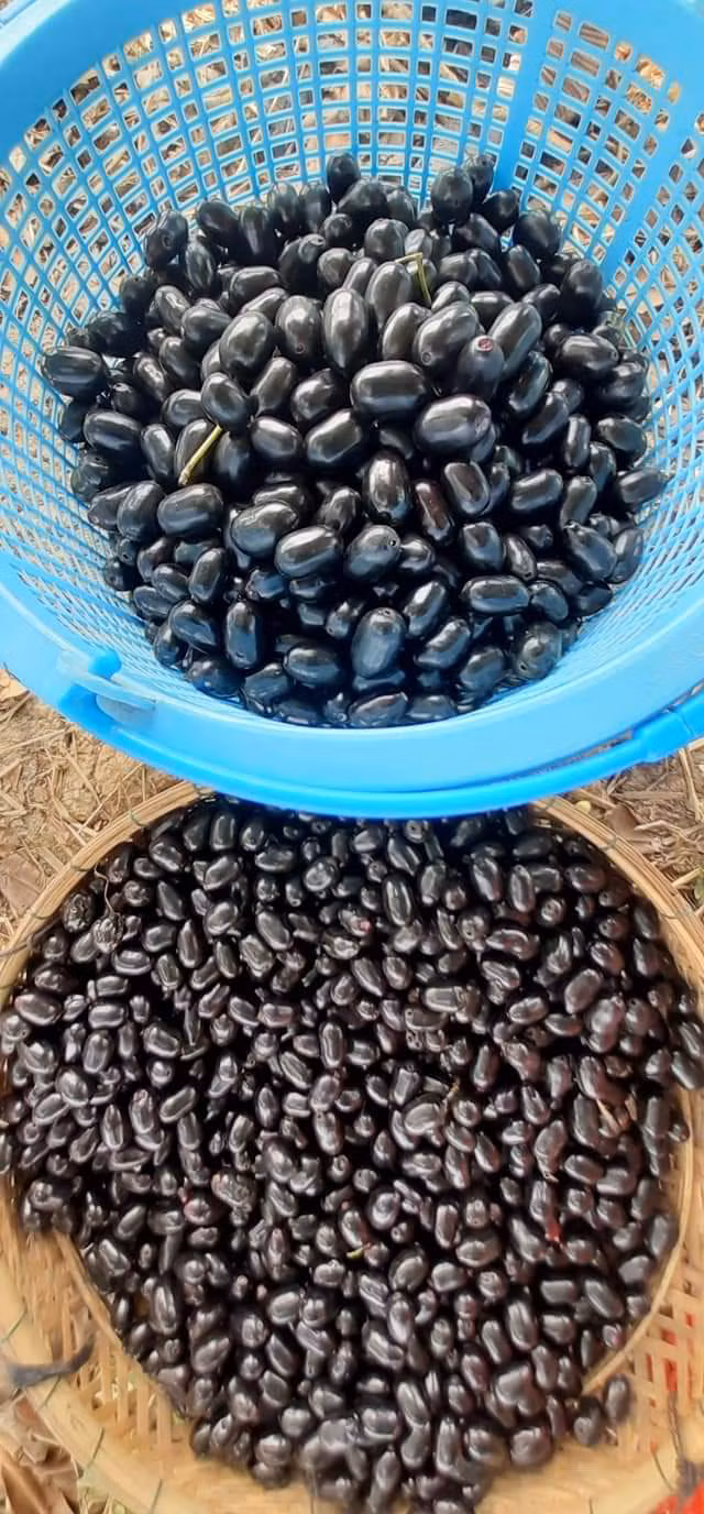 Trái trâm ngày nay là mặt hàng hiếm nên bán được giá cao