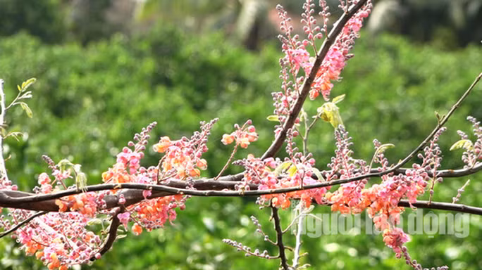 Những cành bông ô môi tuyệt đẹp