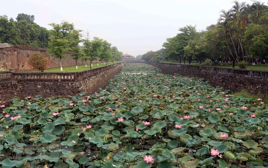 Hoa sen được người dân trồng ở nhiều ao, hồ trên địa bàn tỉnh Thừa Thiên-Huế nhưng có lẽ những bông sen kheo sắc đẹp nhất chính là tại khu vực Đại Nội. (Ảnh: Đỗ Trưởng/TTXVN)