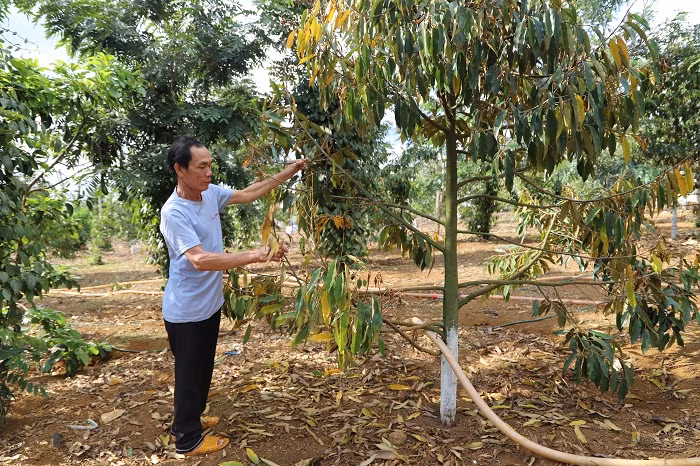 Những cây sầu riêng của gia đình bà Phượng đang rụng lá, khô cành, chết dần. Những cây sầu riêng của gia đình bà Phượng đang rụng lá, khô cành, chết dần.