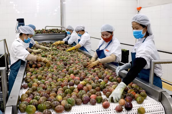 Dây chuyền sản xuất nước chanh dây cô đặc của Trung tâm chế biến rau quả Doveco Gia Lai. Ảnh: P.N