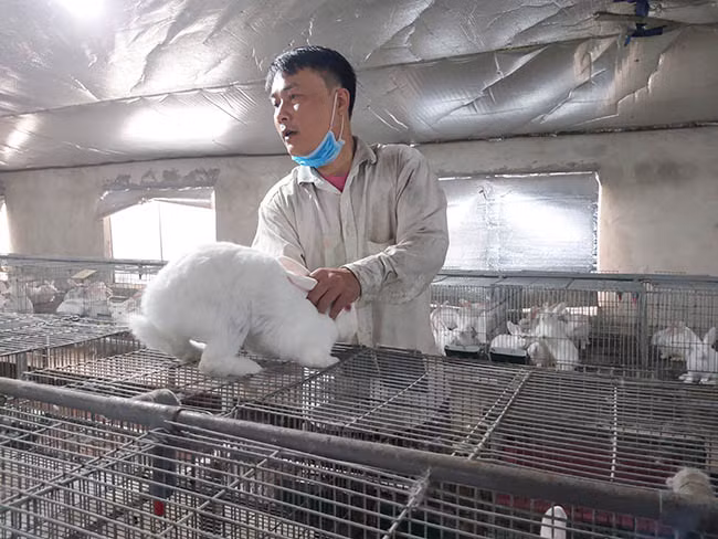 Theo anh Định, nuôi thỏ New Zealand, đối với chuồng trại cần chú trọng phải thoáng mát, sạch sẽ, nguồn thức cho thỏ phải đa dạng. Ảnh: Đình Quân.