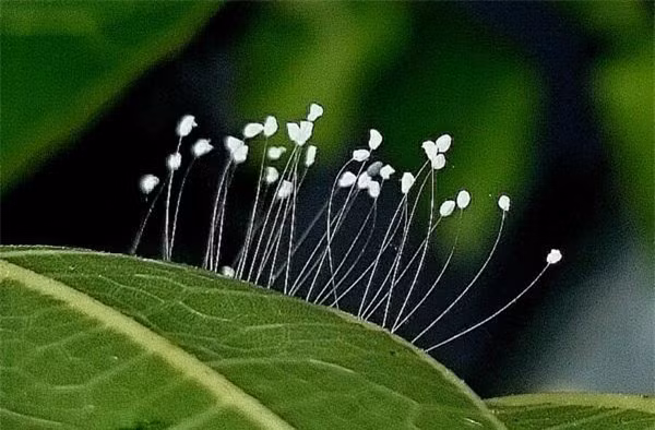 Loài hoa trắng tinh khiết, hính dáng như quả chuông tí hon được cho là hoa ưu đàm. Loài hoa trắng tinh khiết, hính dáng như quả chuông tí hon được cho là hoa ưu đàm.