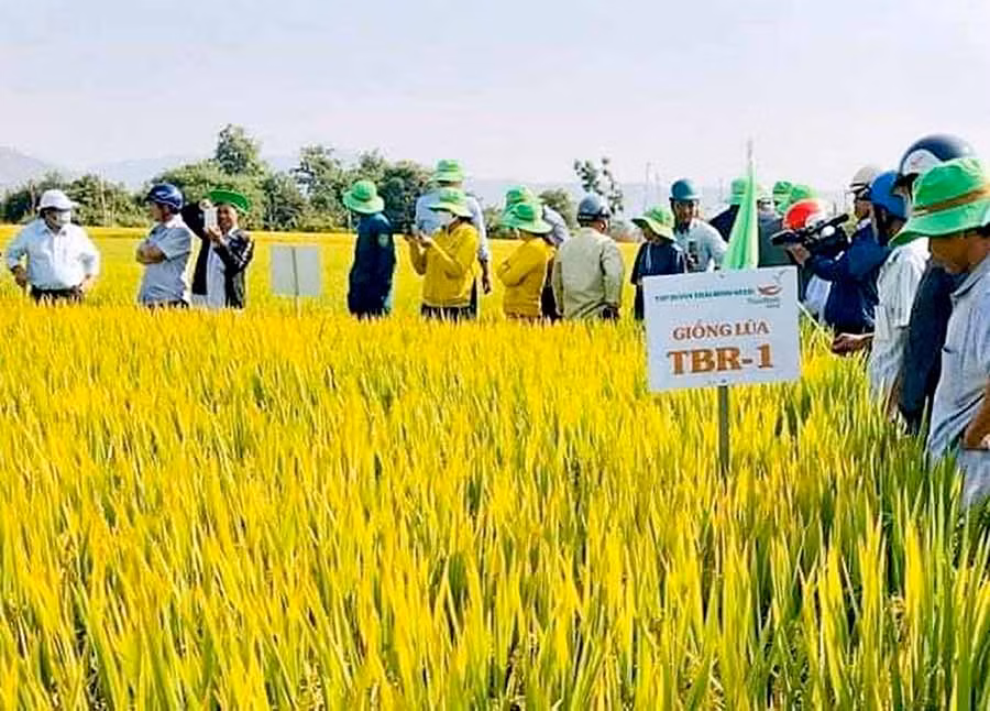  Mô hình sản xuất lúa giống TBR-1 cấp xác nhận tại xã Chư Răng cho thu nhập cao. Ảnh: Đ.P