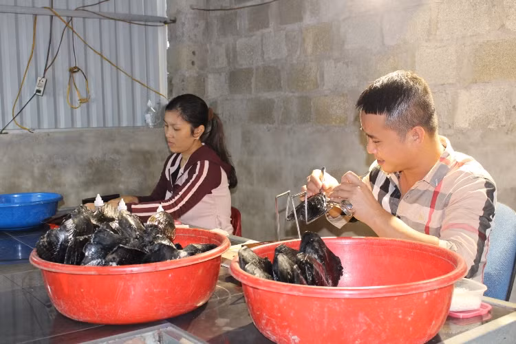 Kỹ thuật cấy ngọc vào trai đòi hỏi người làm phải tỉ mỉ