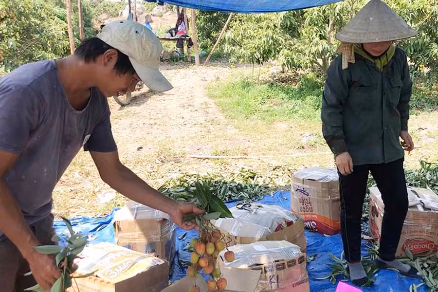  Gia đình anh Trần Văn Sơn (thôn 3, xã Đông, huyện Kbang) thu hoạch vải bán cho thương lái. Ảnh: N.M