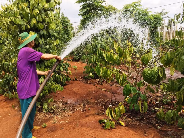 Người dân khoan giếng tìm nguồn nước nỗ lực cứu cây trồng.