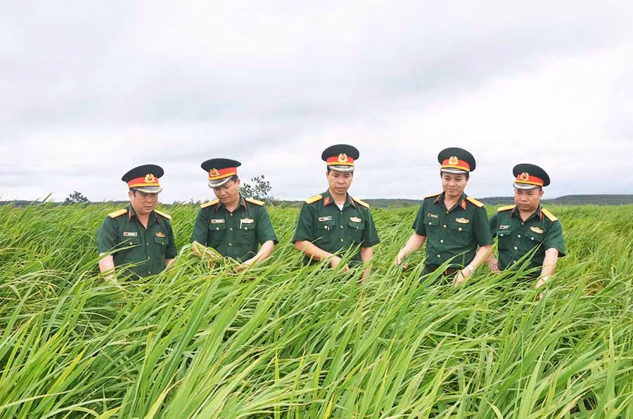 Cán bộ Binh đoàn 15 và Công ty 74 kiểm tra cánh đồng lúa của người dân do đơn vị cho nhân dân mượn đất trong khi tái canh cây cao su. Ảnh: V.H