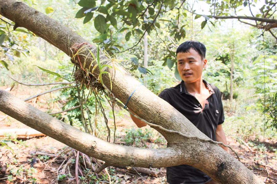 Quan sát từ tự nhiên, anh Đường đem cấy ghép rất nhiều loài hoa lan rừng lên thân cây để làm phong phú hệ sinh thái thu nhỏ. (Ảnh: PL)