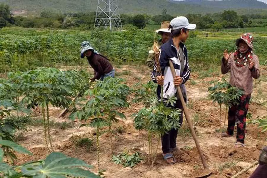 Người dân nhổ bỏ cây mì bị bệnh. Ảnh; Lê Nam