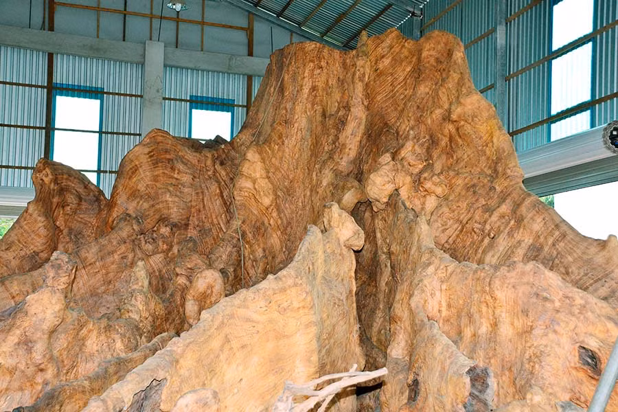 Gốc bàng đá có hình thù độc đáo
