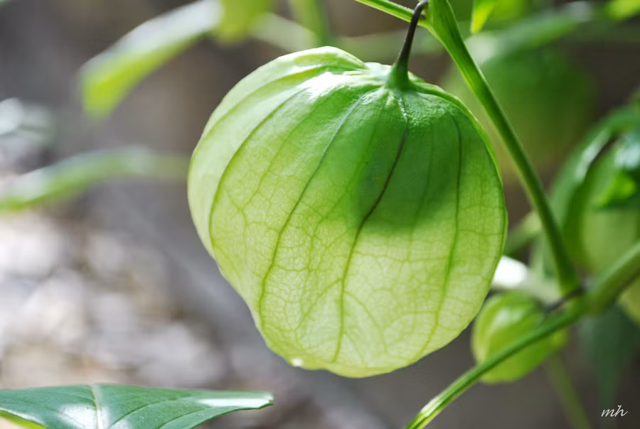  Ở Ấn Độ người ta còn sử dụng toàn cây tầm bóp làm thuốc lợi tiểu.