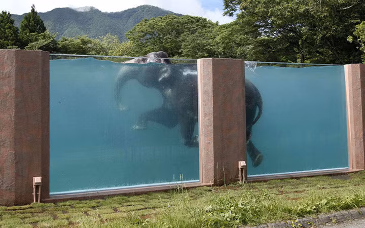 Một chú voi châu Á bơi trong một bể bơi dài 65m tại công viên Fuji Safari ở chân núi Phú Sĩ, tây nam thủ đô Tokyo, Nhật Bản. Ảnh: ap.
