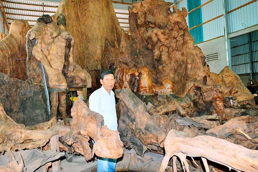 Gốc bàng đá khổng lồ, có người hỏi mua với giá 35 tỉ đồng nhưng ông Kiên không bán