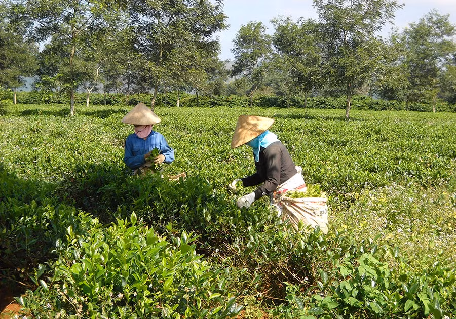 Công nhân Công ty TNHH một thành viên Chè Biển Hồ thu hái chè. Thanh Nhật Công nhân Công ty TNHH một thành viên Chè Biển Hồ thu hái chè. Thanh Nhật
