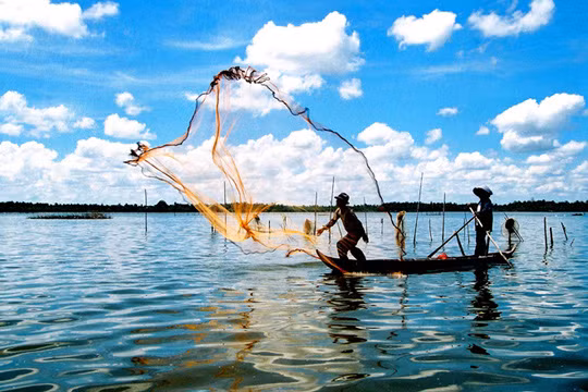 Người miền Tây giăng lưới mùa nước nổi. Ảnh: TGVH