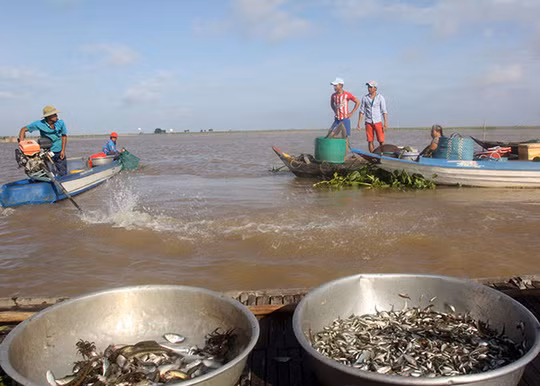 Thương lái chở cá đánh bắt từ các cánh đồng về chợ cá Kinh Ruột để bán lại cho thương lái.